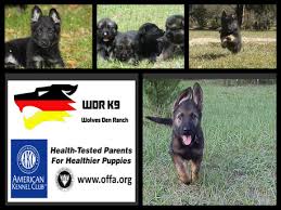 The breed was developed to eliminate the problems commonly exhibited by gsds, such as hip dysplasia, gsdiva, and degenerative myelopathy. Wolves Den Ranch Policies German Shepherd Breeder In Central Florida