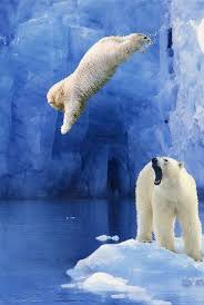Polar Bears Live In The Arctic Near The North Pole Polar Bear Baby Polar Bears Animals Animals Wild