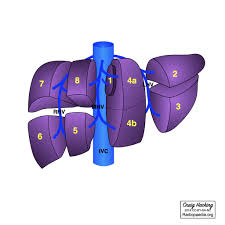 The liver performs many essential functions related to digestion, metabolism, immunity, and the the liver is a roughly triangular organ that extends across the entire abdominal cavity just inferior to the. Couinaud Liver Segments And Sections Diagram Radiology Case Radiopaedia Org