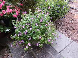 Image result for Torenia