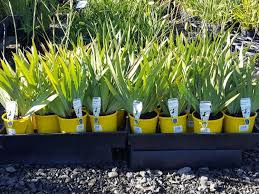 Image result for Dietes flavida