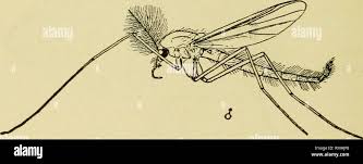 Image result for Psychotria cinerea