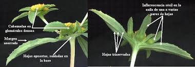 Image result for Flaveria trinervia