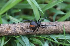 Are daddy long legs the most poisonous spiders? Nature Matters It S A Dog Eat Dog Spider World The Armidale Express Armidale Nsw