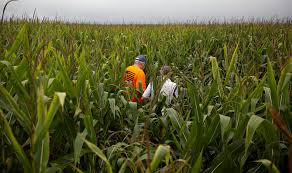 Oxbo 5180 - Seed Corn Detasseler With Integrated Technology