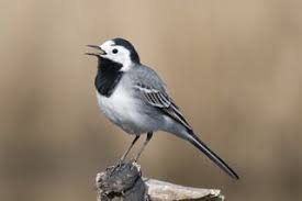 Les Oiseaux Du Jardin Savoir Les Identifier Les Observer Oiseaux Des Jardins Oiseaux Oiseaux Du Ciel