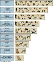 Image Result For Images Animal Classification Canis In 2020 Animal Classification Kingdom Animalia Canis