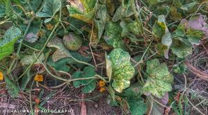 Image result for Cucumis myriocarpus