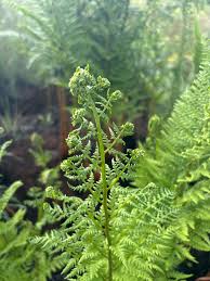 Image result for Dryopteris athamantica
