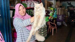 Banyak pencinta kucing mencarinya karena kucing jenis ini memiliki ras alami alias bukan hasil kawin silang. Fauziah Pemilik Toko Planet Animal Cerita Harga Kucing Dan Biaya Perawatannya Bangka Pos
