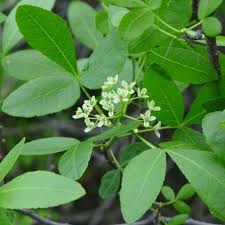Image result for Rutaceae