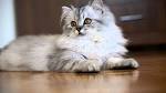 Persian cat - Wikipedia