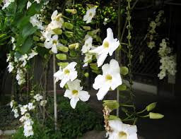 Philippine Trees And Garden Flowers Flowering Vines Trellis Plants Creepers Plants