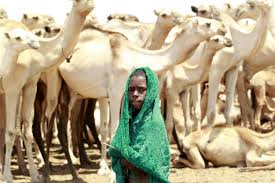 Nowadays, consumers can purchase it directly from participating dairies, though. A New Use For Atms In Kenya Camel Milk Dispenser Csmonitor Com