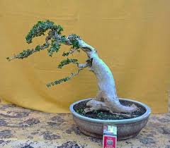 Setelah melihat keunikan bentuk bonsai yang menghadirkan seni tersendiri ini, pastinya kamu tertarik dong untuk memeilikinya? Model Bonsai Serut Miring Cahunit Com