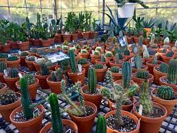Ouvert 7 jours de 9hrs à 17hrs. Le Cactus Fleuri Inc 1850 Rg No Sainte Madeleine Qc