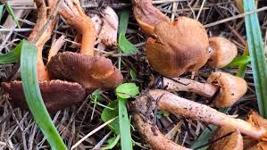 Image result for Inocybe sp.