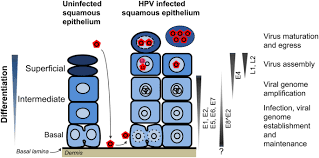 We did not find results for: Epigenetic Regulation Of Human Papillomavirus Transcription In The Productive Virus Life Cycle Springerlink