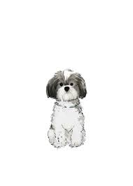 Black And White Shih Tzu Puppy Names Shih Tzu Print Marry Me In Spring Baby Animal Drawings Custom Pet Portraits Dog Artwork
