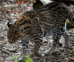 Ocelotto O Gattopardo Americano Leopardus Pardalis Foresta Amazzonica Leopardus Pardalis Gattopardo Gatti Selvatici