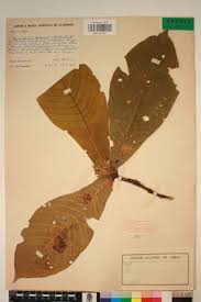 Image result for Mostuea brunonis