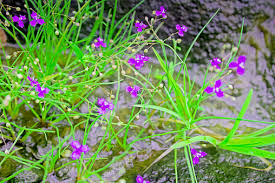 Image result for Murdannia semiteres