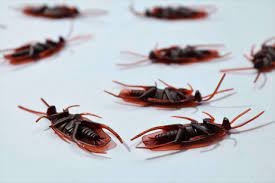 Read the article below on the best practices to keep them away. Tips For Winter Pest Control Protek America