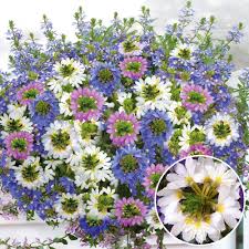 Image result for foto Vějířovka