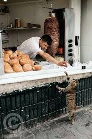 Jetzt Bist Du Grosser Ich Schenk Dir Nen Doner Er Schmeckt Sicher Gut Ja Er Riecht Nach Zwiebel So Wie Meine Stiefel Crazy Cats Cats Dog Cat