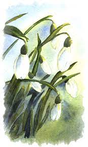Just Snowdrops Watercolor Flowers Paintings Flower Painting Watercolor Art