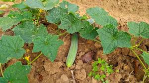 Image result for Cucumis sativus