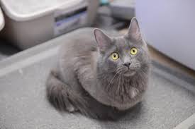 Meet Magdalene A Petfinder Adoptable Domestic Medium Hair Gray Cat Neenah Wi This Sweetheart Is A Love Battleship With A Bea Grey Cats Grey Exterior Cats