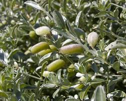 Image result for Podalyria