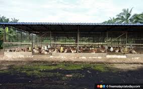Kos reban ayam paling murah dan simple (part1). Permintaan Ayam Belanda Cecah Rm20 000 Menjelang Krismas Free Malaysia Today Fmt