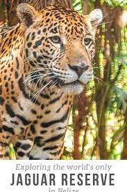 Find Out What It S Like To Take A Walk On The Wild Side At Cockscomb Basin Wildlife Sanctuar Belize Vacations Belize Resorts Cockscomb Basin Wildlife Sanctuary