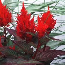 Image result for Celosia argentea