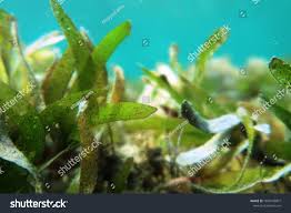 Image result for Thalassodendron ciliatum