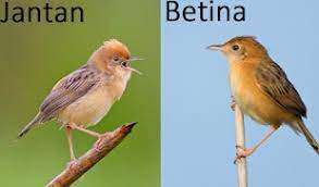 Suara burung cici padi gacor untuk masteran. Vidio Suara Cici Padi Betina Burung Cici Padi Si Burung Pemalu Dan Komunitas Pecinta Satwa Indonesia Facebook Iya Mbak Tau Kok Tempatnya