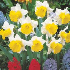 Daffodil Topolino Narcissus Bulb Flowers Daffodil Bulbs Daffodils