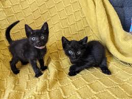 Image result for kittens