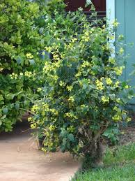 Image result for Holmskioldia