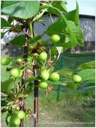 Fruit Trees For Self Sufficiency Jardin De Legumes Arbre Fruitier Potager