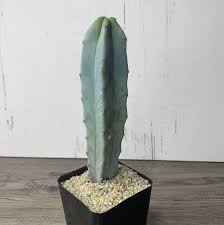 Image result for Myrtillocactus geometrizans