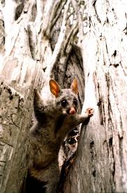 Check spelling or type a new query. Possum An Ecological Nightmare New Zealand Geographic