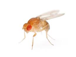 get rid of flies in house plants
