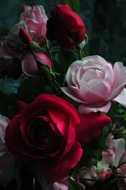 Valentine Roses Rozy Rozovye Rozy