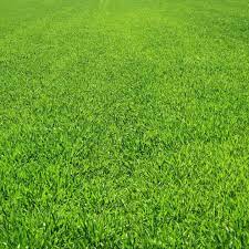 Rumput hijau terbaru gratis dan mudah dinikmati. Grunes Gras Tapete Rumput 1440x1440 Wallpapertip