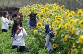 Lokasi kebun bunga matahari bantul samas lokasi spot hamparan bunga matahari di bantul yang sekarang ini sedang hits ini tepatnya berada di desa srigading kecamatan sanden kabupaten bantul. Lokasi Tiket Kebun Bunga Matahari Jogja Spot Keren Berswafoto Penginapan Net 2021