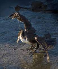 Get good control of the bird and cut the fishing line as far away from the bird as possible. This Morning We Had A Shag Come In That Was Caught With A Fish Hook Sadly We Do Have All Sorts Of Sea Birds Come To Us Either Sea Birds