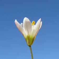 Image result for Nothoscordum borbonicum